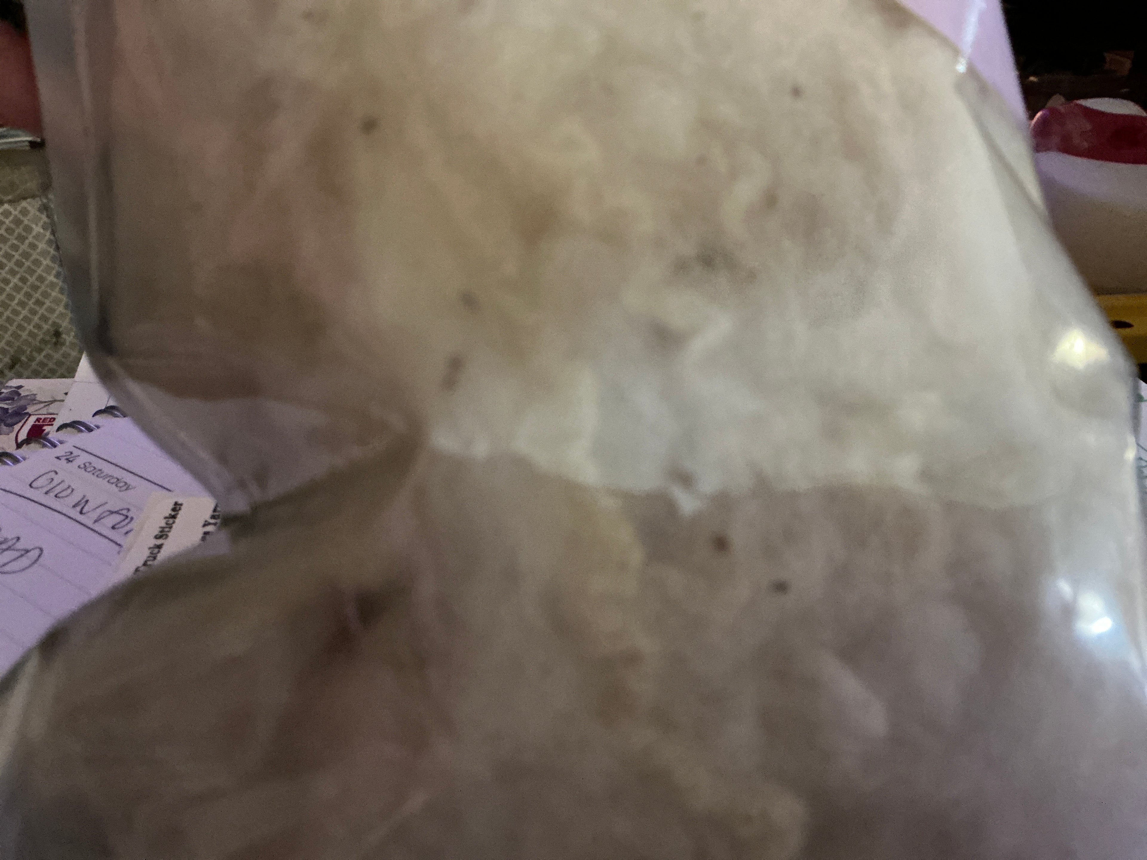 1oz Scoured BFL Fiber
