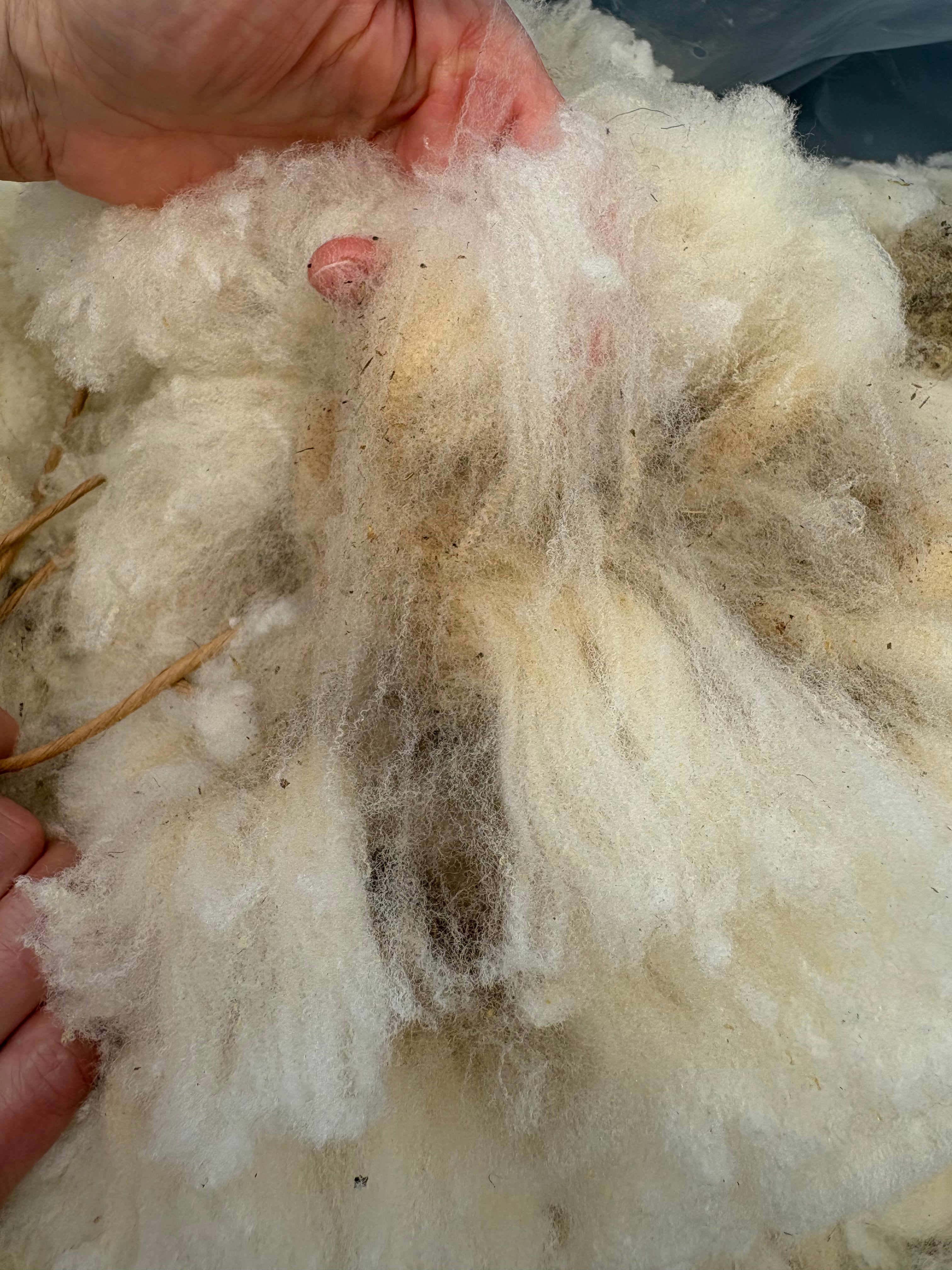 Spring Cleaning Fleece Sale - Try Something New! Bundle